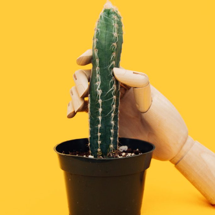 Masturbation masturbating a cactus